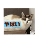 にぼしくん2（個別スタンプ：14）