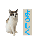にぼしくん2（個別スタンプ：16）