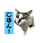 にぼしくん2（個別スタンプ：17）