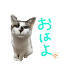 にぼしくん2（個別スタンプ：25）