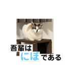 にぼしくん2（個別スタンプ：30）