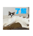 にぼしくん2（個別スタンプ：31）