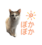 にぼしくん2（個別スタンプ：32）