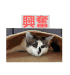 にぼしくん2（個別スタンプ：33）