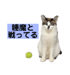にぼしくん2（個別スタンプ：37）