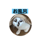 にぼしくん2（個別スタンプ：40）