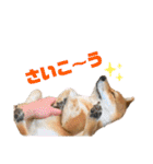 柴犬のきつねくん第3弾（個別スタンプ：9）