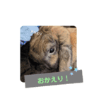 Pちゃんstamps（個別スタンプ：1）