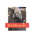 Pちゃんstamps（個別スタンプ：2）