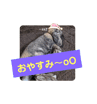 Pちゃんstamps（個別スタンプ：4）