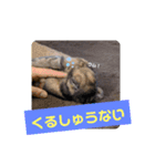 Pちゃんstamps（個別スタンプ：5）