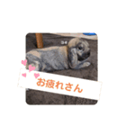 Pちゃんstamps（個別スタンプ：8）