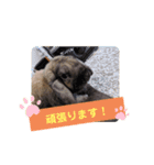 Pちゃんstamps（個別スタンプ：9）