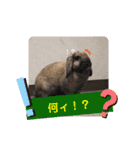 Pちゃんstamps（個別スタンプ：12）