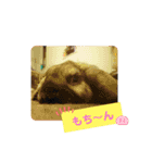 Pちゃんstamps（個別スタンプ：13）