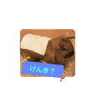Pちゃんstamps（個別スタンプ：14）