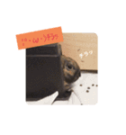 Pちゃんstamps（個別スタンプ：15）