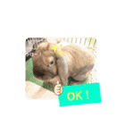Pちゃんstamps（個別スタンプ：16）