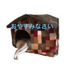 豆柴たろ 日常スタンプ（個別スタンプ：2）