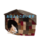 豆柴たろ 日常スタンプ（個別スタンプ：3）