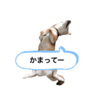 豆柴たろ 日常スタンプ（個別スタンプ：22）