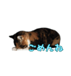 うちにゃんずの日常（個別スタンプ：1）