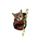 うちにゃんずの日常（個別スタンプ：12）