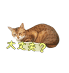 うちにゃんずの日常（個別スタンプ：13）