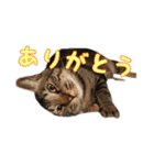 うちにゃんずの日常（個別スタンプ：15）