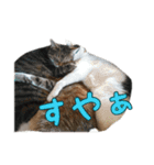 うちにゃんずの日常（個別スタンプ：16）