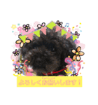 増！ 黒プードル犬 可愛いいスタンプ！（個別スタンプ：3）