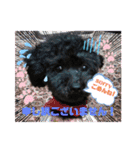 増！ 黒プードル犬 可愛いいスタンプ！（個別スタンプ：5）