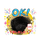 増！ 黒プードル犬 可愛いいスタンプ！（個別スタンプ：10）