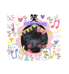 増！ 黒プードル犬 可愛いいスタンプ！（個別スタンプ：11）