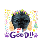 増！ 黒プードル犬 可愛いいスタンプ！（個別スタンプ：13）