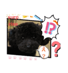 増！ 黒プードル犬 可愛いいスタンプ！（個別スタンプ：14）