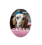 らんみみりお。動物スタンプ（個別スタンプ：2）