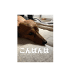 らんみみりお。動物スタンプ（個別スタンプ：3）