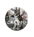 らんみみりお。動物スタンプ（個別スタンプ：5）