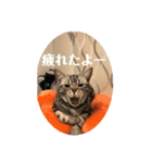 らんみみりお。動物スタンプ（個別スタンプ：8）