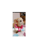 らんみみりお。動物スタンプ（個別スタンプ：9）