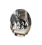 らんみみりお。動物スタンプ（個別スタンプ：18）