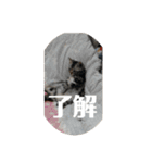 らんみみりお。動物スタンプ（個別スタンプ：21）