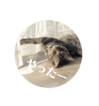 らんみみりお。動物スタンプ（個別スタンプ：26）