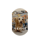 らんみみりお。動物スタンプ（個別スタンプ：28）