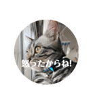 らんみみりお。動物スタンプ（個別スタンプ：32）