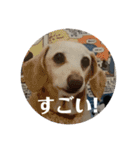 らんみみりお。動物スタンプ（個別スタンプ：33）