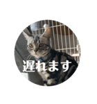 らんみみりお。動物スタンプ（個別スタンプ：34）