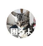 らんみみりお。動物スタンプ（個別スタンプ：36）
