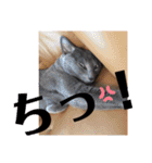 猫 ロシアンブルーMAO1（個別スタンプ：21）